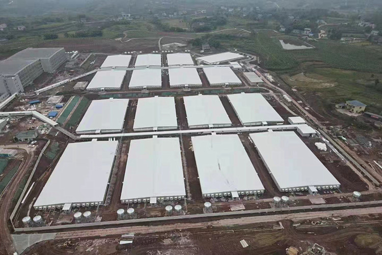 خنازير فارغة