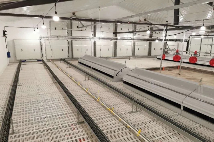 طبقة الدجاج المزرعة