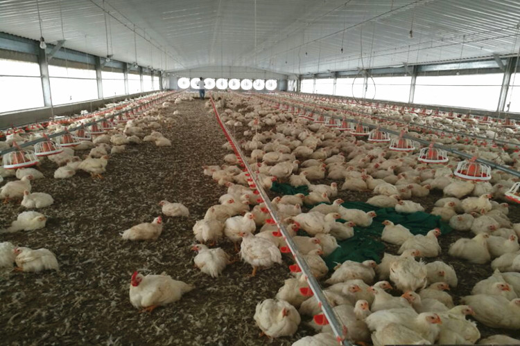 10000 مزرعة دواجن قياسية للطيور لدجاج اللاحم