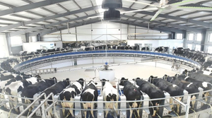dairy farm.jpg